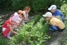 Правила детям при работе на огороде в детском саду